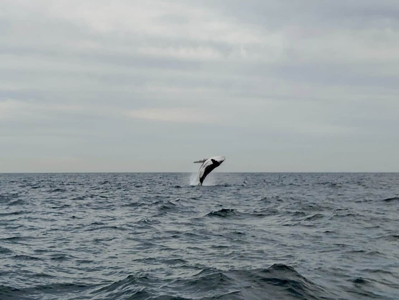 オーストリアのシドニーホエールウォッチング_ザトウクジラ2