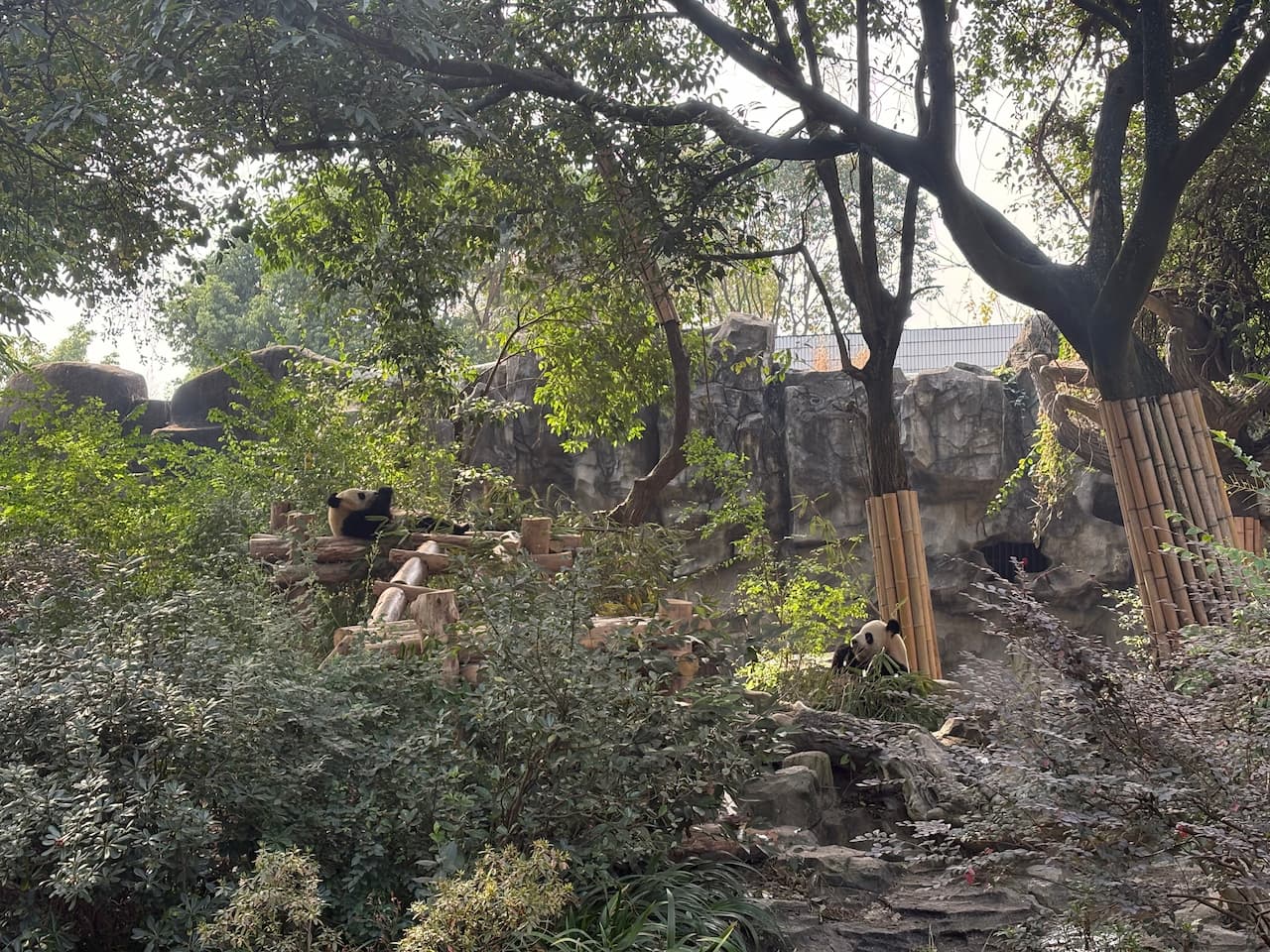 China_Chengdu Research Base of Giant Panda Breeding_panda