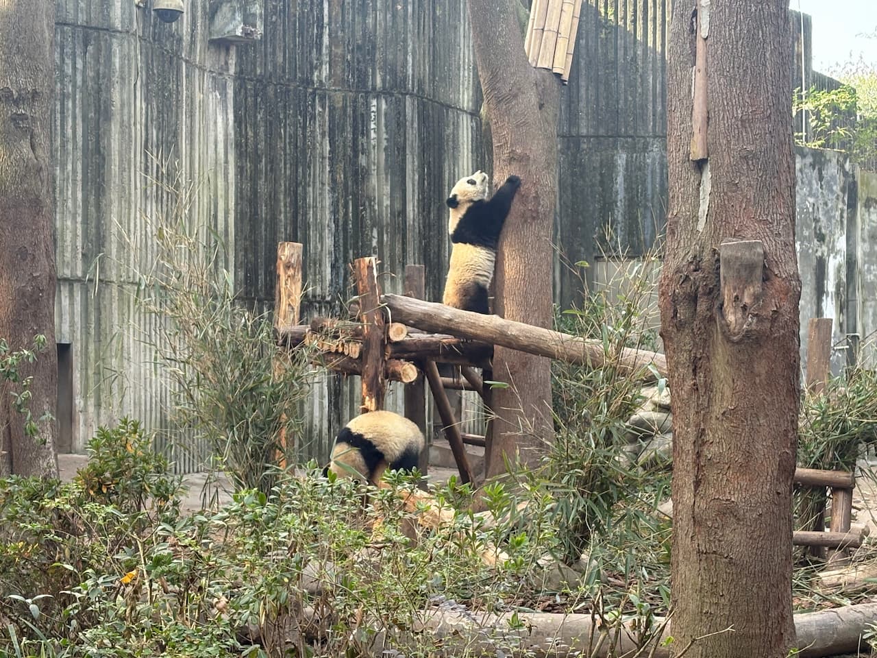 China_Chengdu Research Base of Giant Panda Breeding_panda3