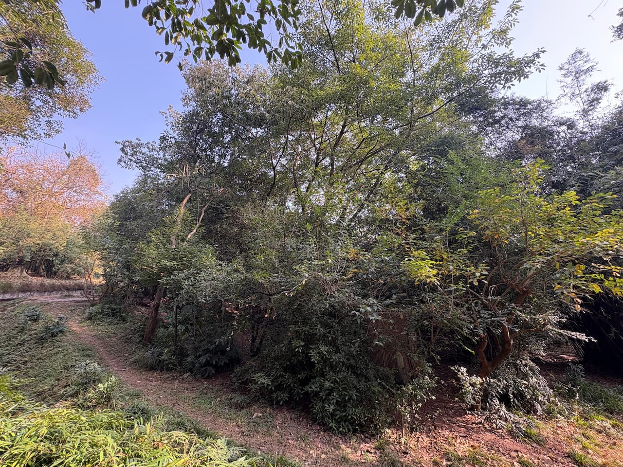 China_Chengdu Research Base of Giant Panda Breeding_lesserpanda