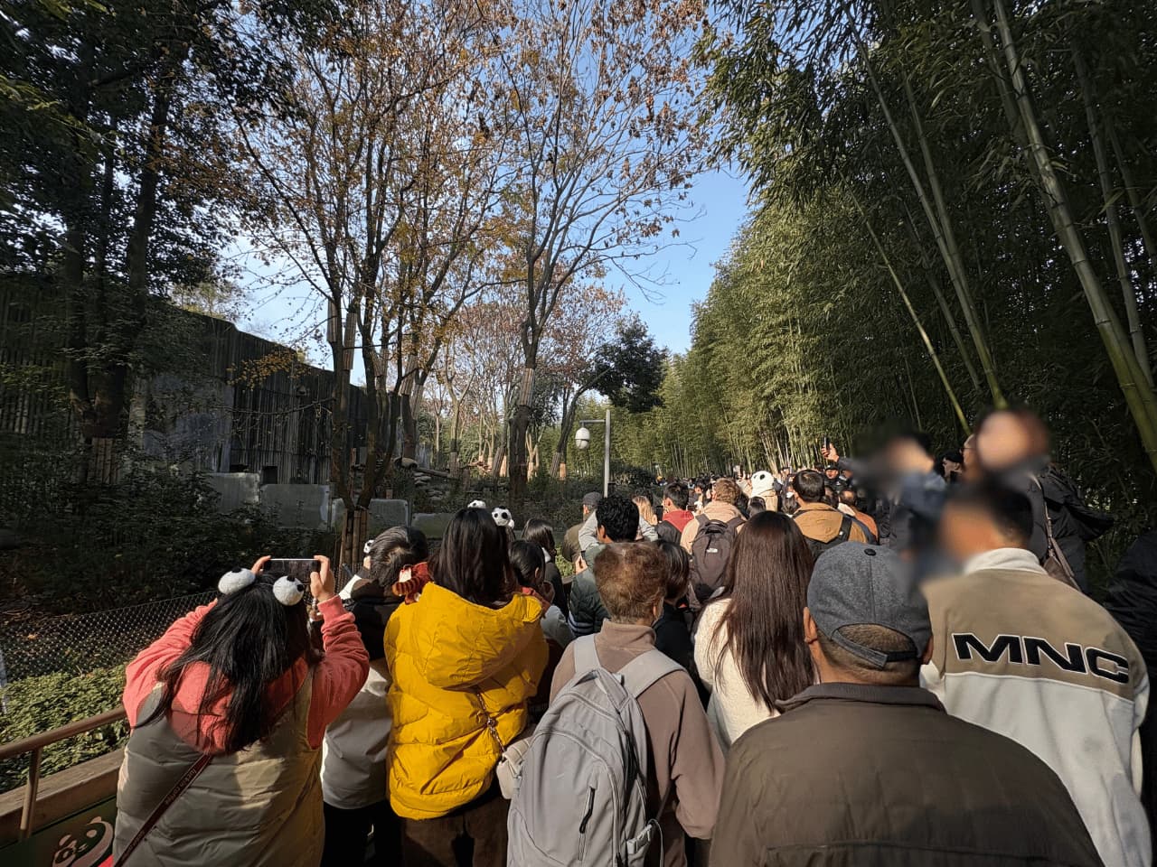 China_Chengdu Research Base of Giant Panda Breeding_panda4