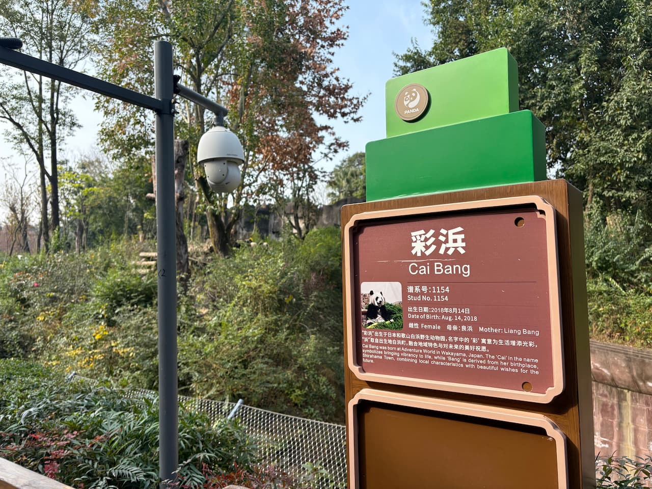 China_Chengdu Research Base of Giant Panda Breeding_panda2