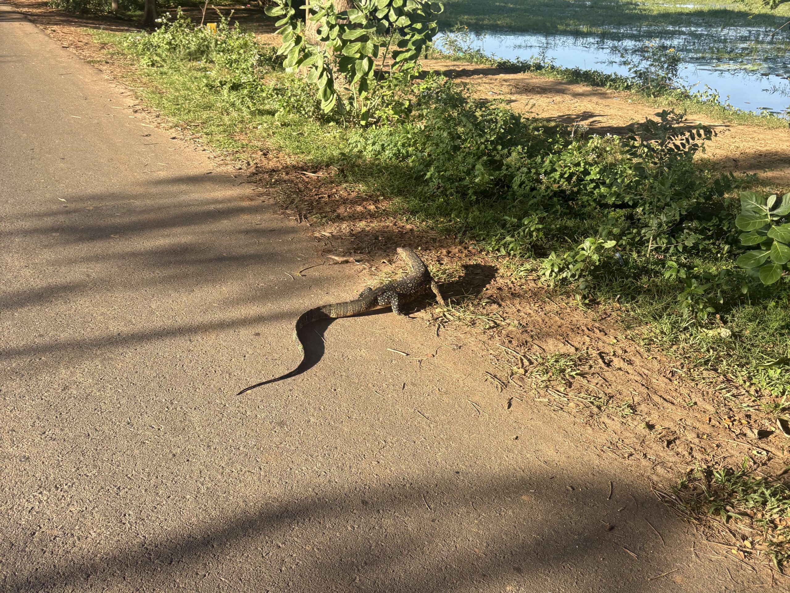 スリランカのティッサマハーラーマ_ミズオオトカゲ