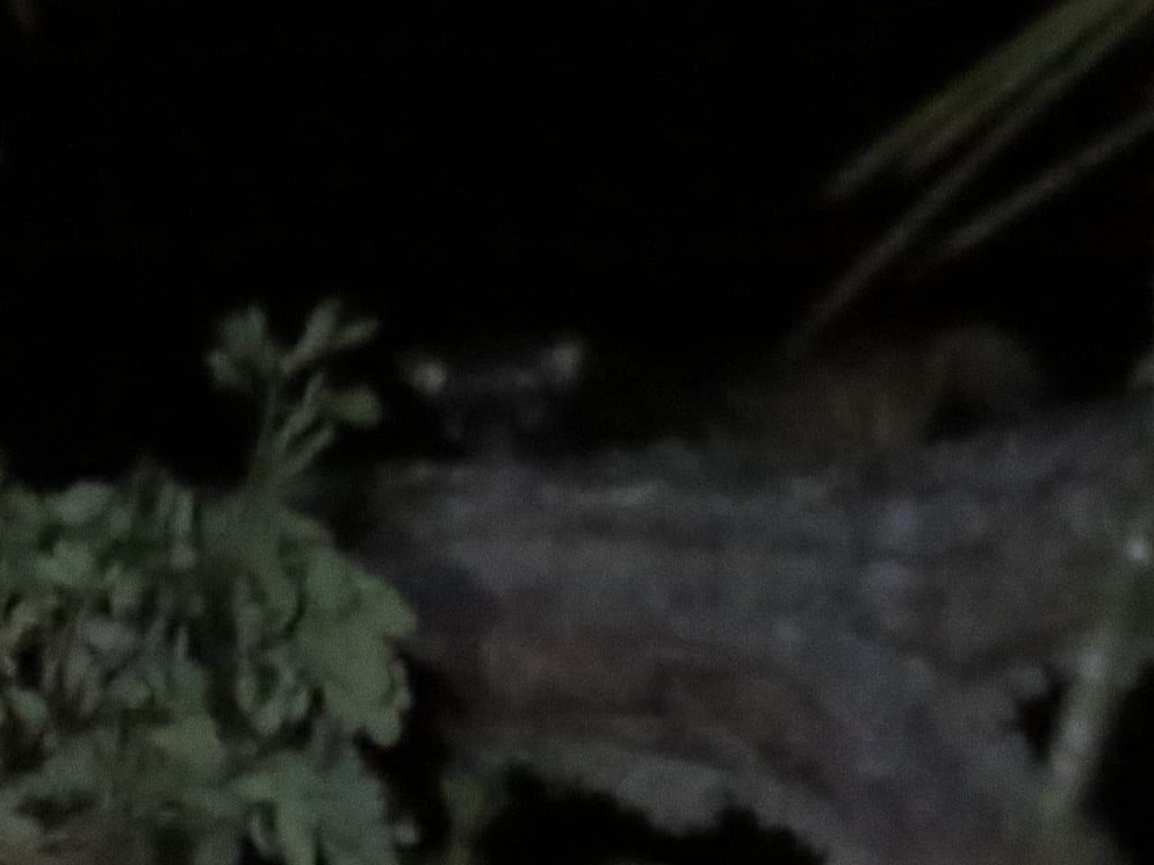 スリランカのティッサマハーラーマ_パームシベット