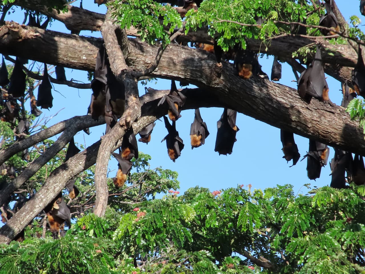 スリランカのティッサマハーラーマ_インドオオコウモリ②