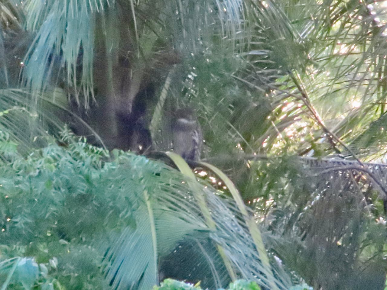 スリランカのティッサマハーラーマ_ミナミシマフクロウ（Brown Fish Owl）