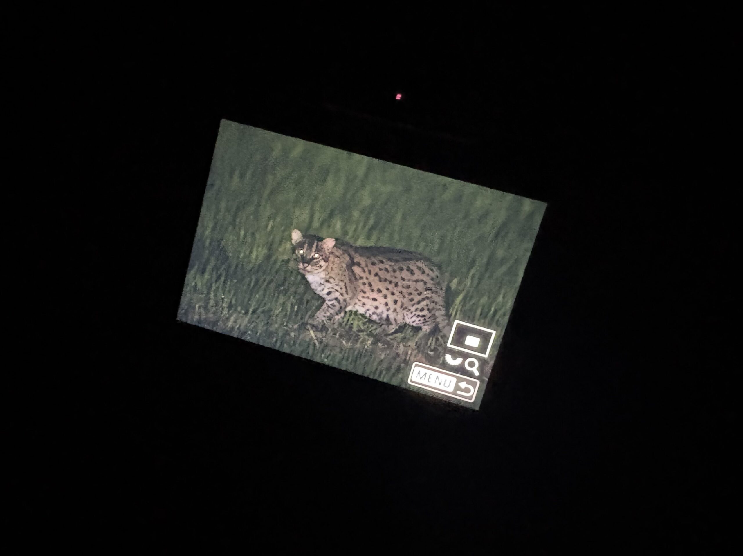 スリランカのティッサマハーラーマ_スナドリネコ②