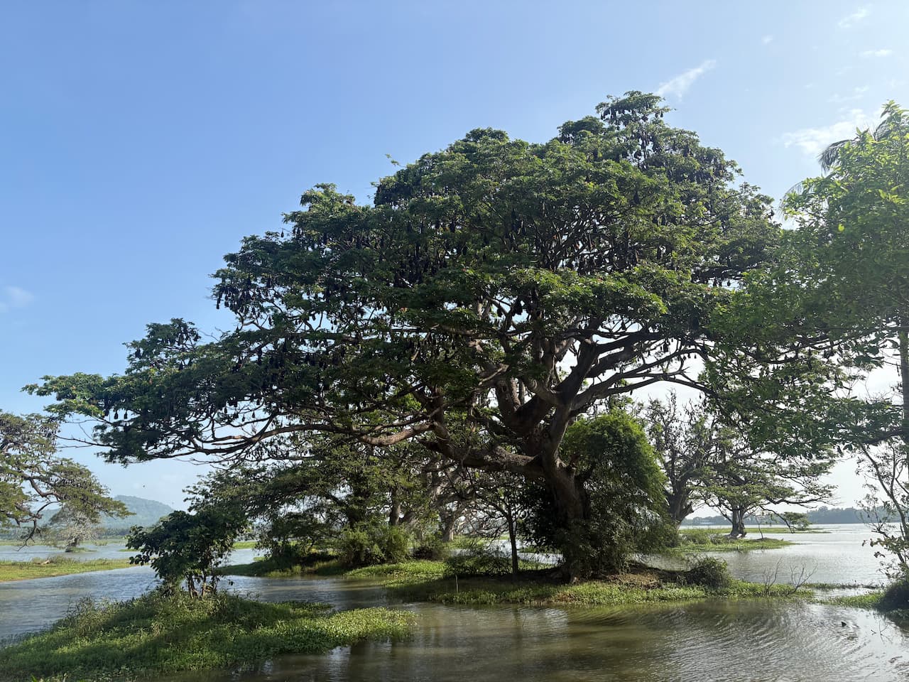 スリランカのティッサマハーラーマ_インドオオコウモリ①