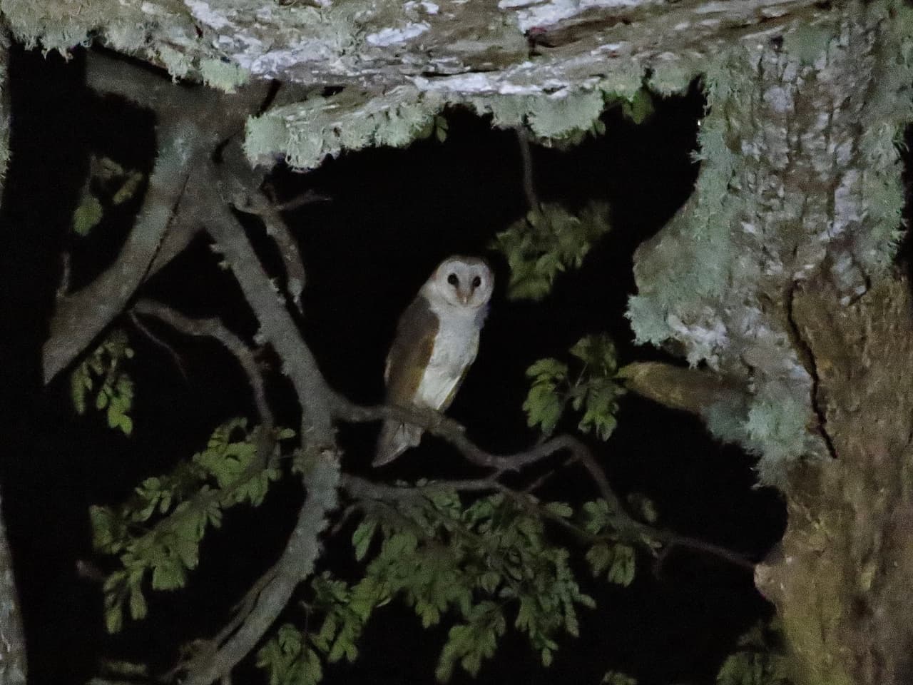 スリランカのティッサマハーラーマ_メンフクロウ（Eastern Barn Owl）