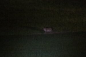 スリランカのティッサマハーラーマ_スナドリネコ①