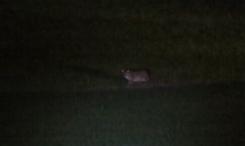 スリランカのティッサマハーラーマ_スナドリネコ①