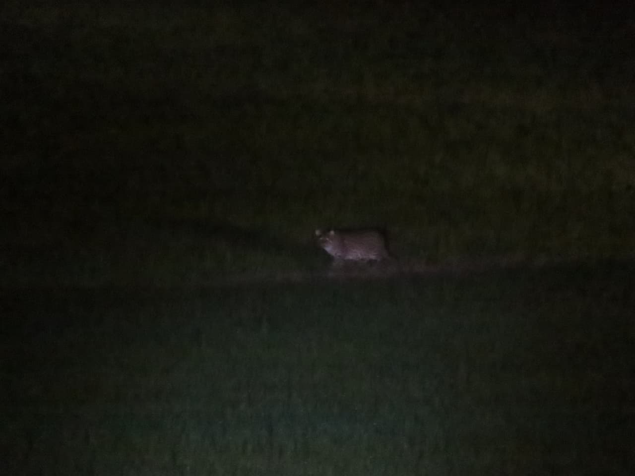 スリランカのティッサマハーラーマ_スナドリネコ①