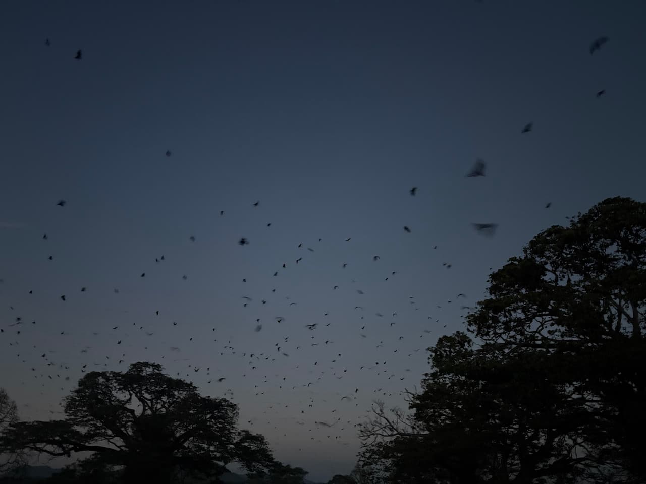 スリランカのティッサマハーラーマ_インドオオコウモリ③