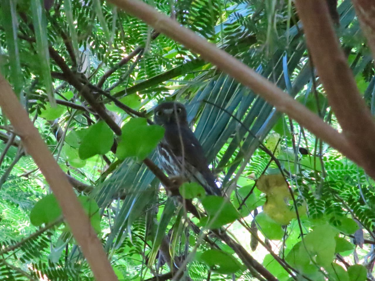 スリランカのティッサマハーラーマ_アオバズク（Brown Boobook）
