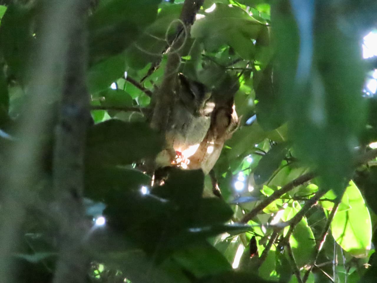 スリランカのティッサマハーラーマ_オオコノハズク（Indian Scops Owl）
