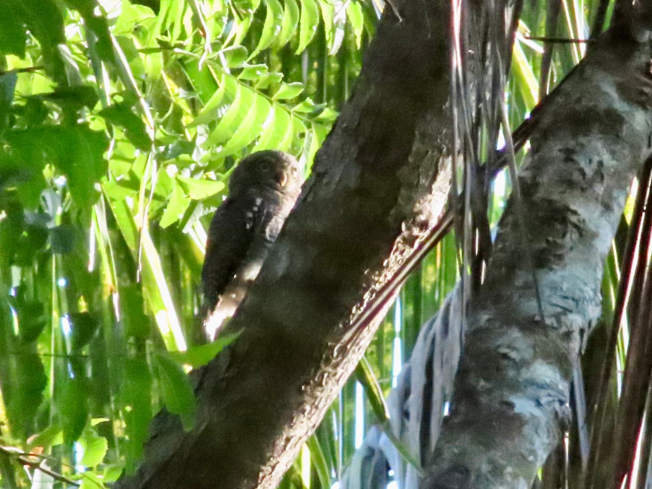 スリランカのティッサマハーラーマ_モリスズメフクロウ（Jungle Owlet）