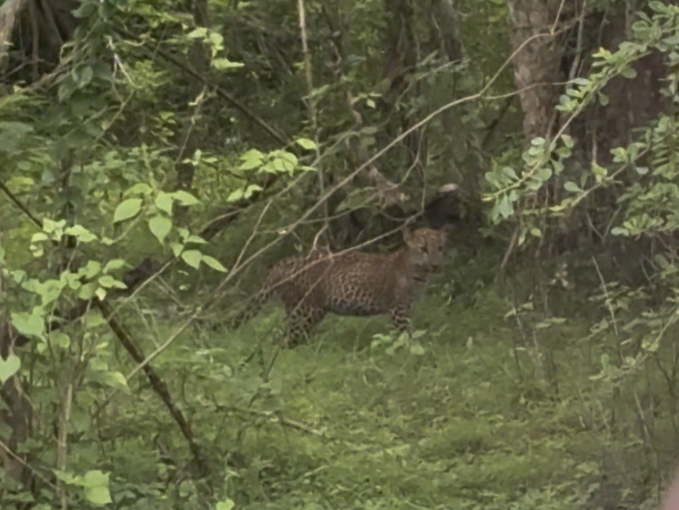 スリランカのヤーラ国立公園_スリランカヒョウ⑥