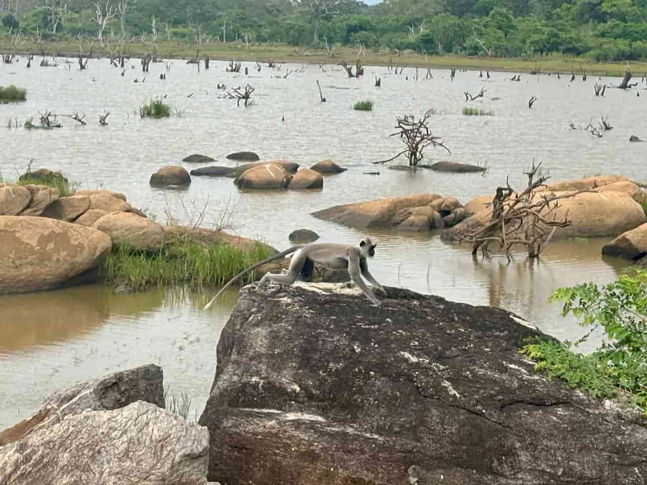 スリランカのヤーラ国立公園_スリランカハイイロオナガザル