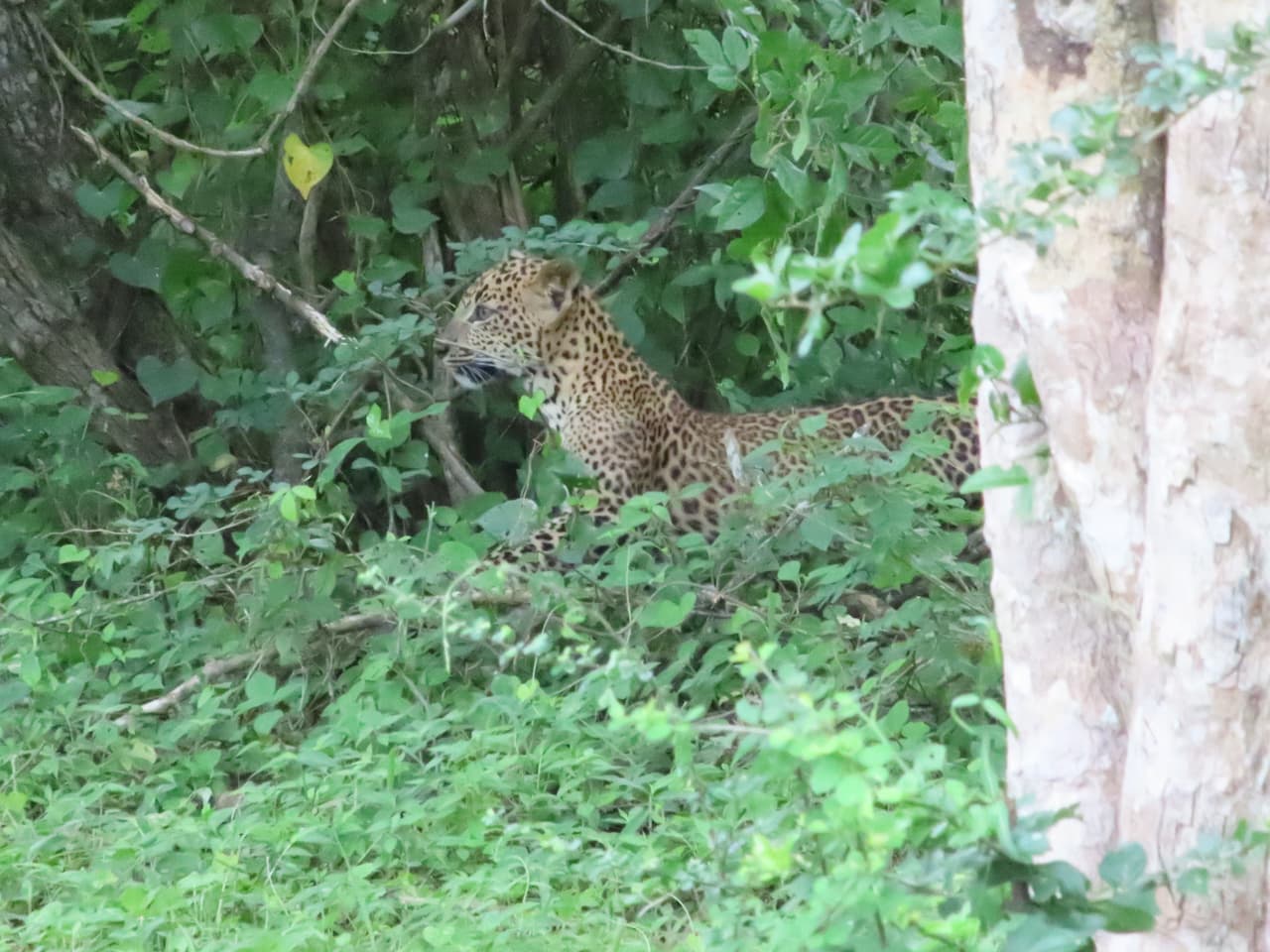 スリランカのヤーラ国立公園_スリランカヒョウ③