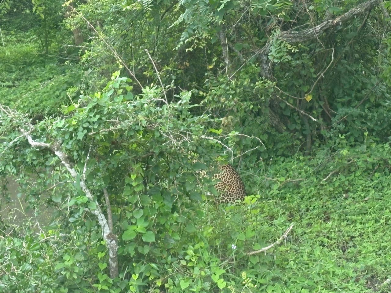スリランカのヤーラ国立公園_スリランカヒョウ①