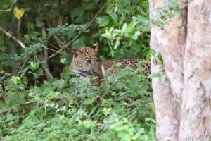 スリランカのヤーラ国立公園_スリランカヒョウ②