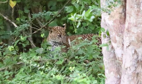 スリランカのヤーラ国立公園_スリランカヒョウ②