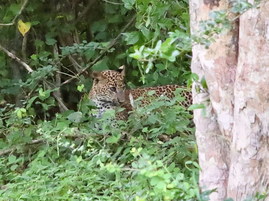 スリランカのヤーラ国立公園_スリランカヒョウ②