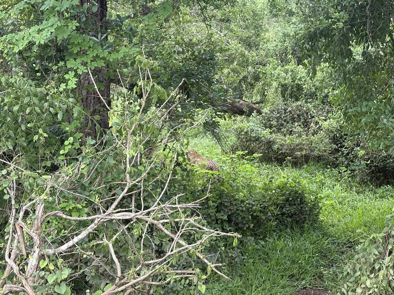 スリランカのヤーラ国立公園_スリランカヒョウ④